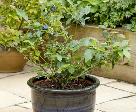 blueberry-pot