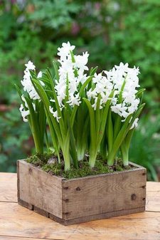 hyacinth-linnocence