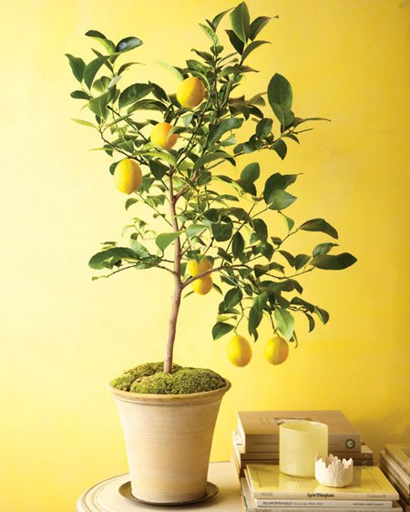 citrus-indoor