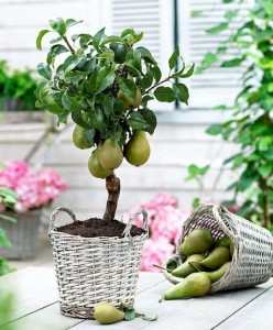 grow pear tree from seed