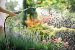 Water Management and Its Role in the Growth and Survival of Summer Plants watering the flower plant
