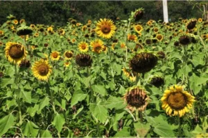 Why Do Outdoor Plants Die During Flowering? Sunflower are dying in Summer