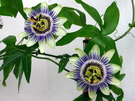 passiflora1