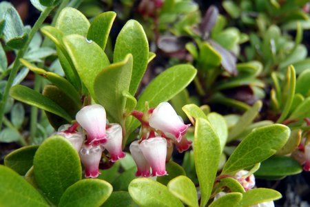 arctostaphylos-uva-ursi-flowering1