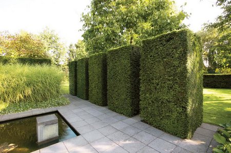 trimmed-hedge