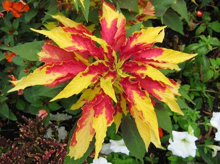 amaranthus-tricolor1
