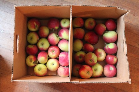 storing-apples2