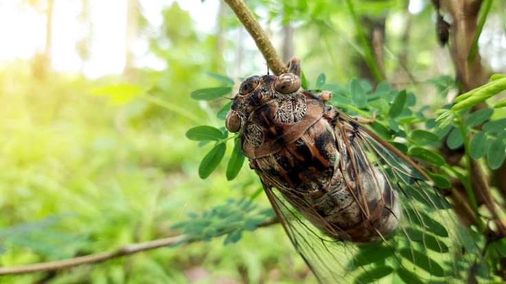 How to Protect Plants From Cicadas