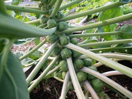 brussels-sprouts3