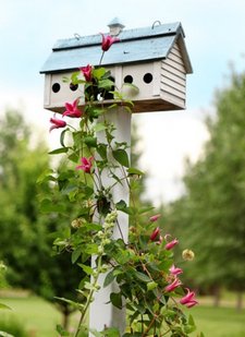 bird-house