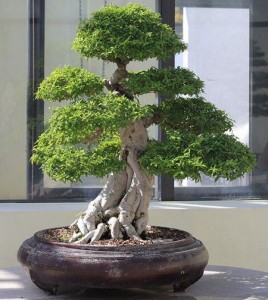 bonsai fertilizer
