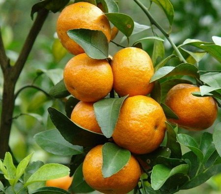 orange-tree1