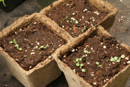 rudbeckia-sowing