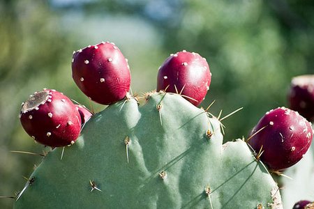 prickly-pear