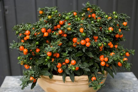 Solanum1