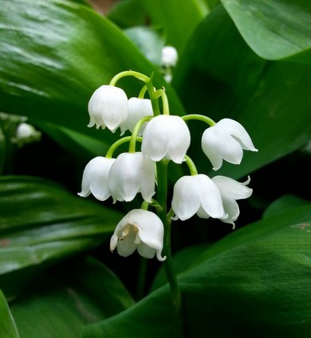 lily of the