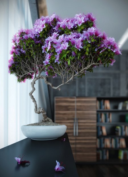 indoor-bonsai-tree