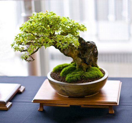 indoor-bonsai1
