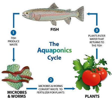 aquaponics-system