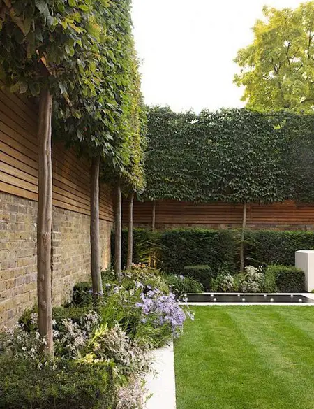 pleached trees for small gardens