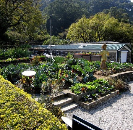 Organic-garden