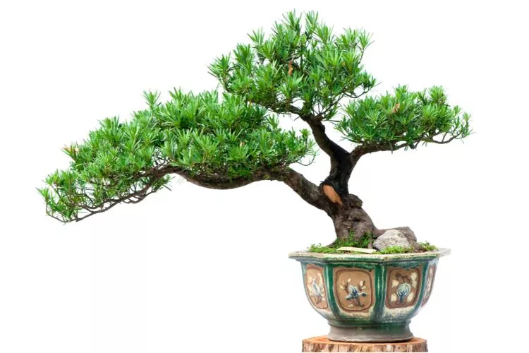 Large hypertufa planter beautiful bonsai tree