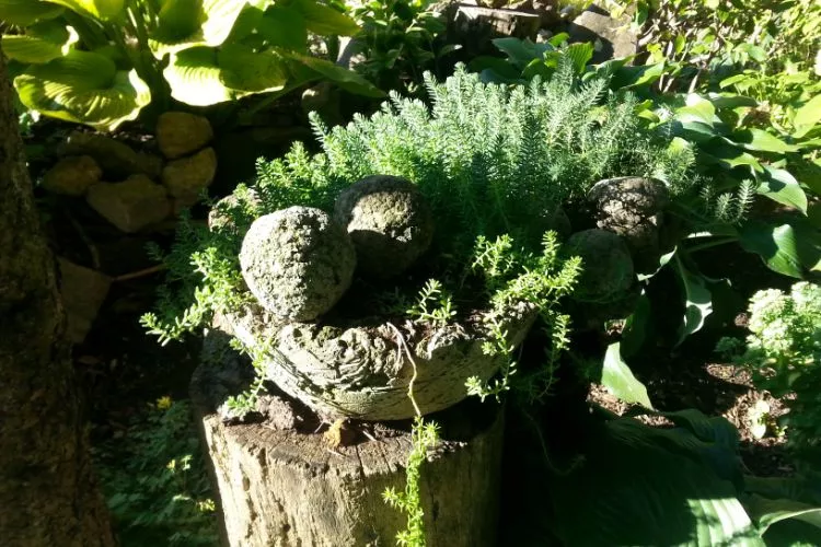 large hypertufa pots with small green Ferns