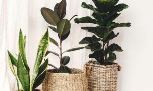 best indoor tree indoor plants