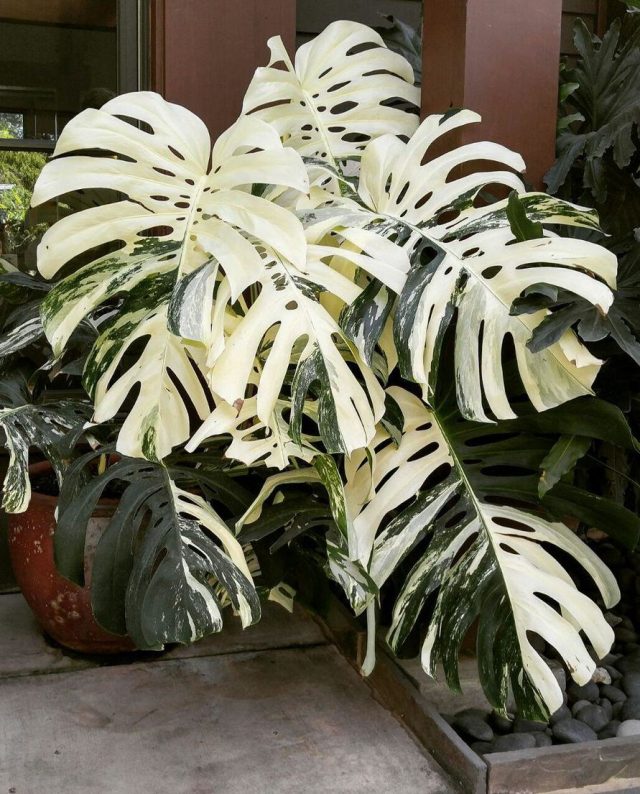 Monstera plant