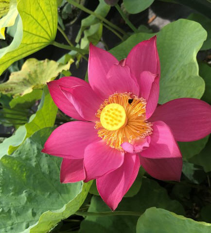 Frankly Scarlet Lotus Flower