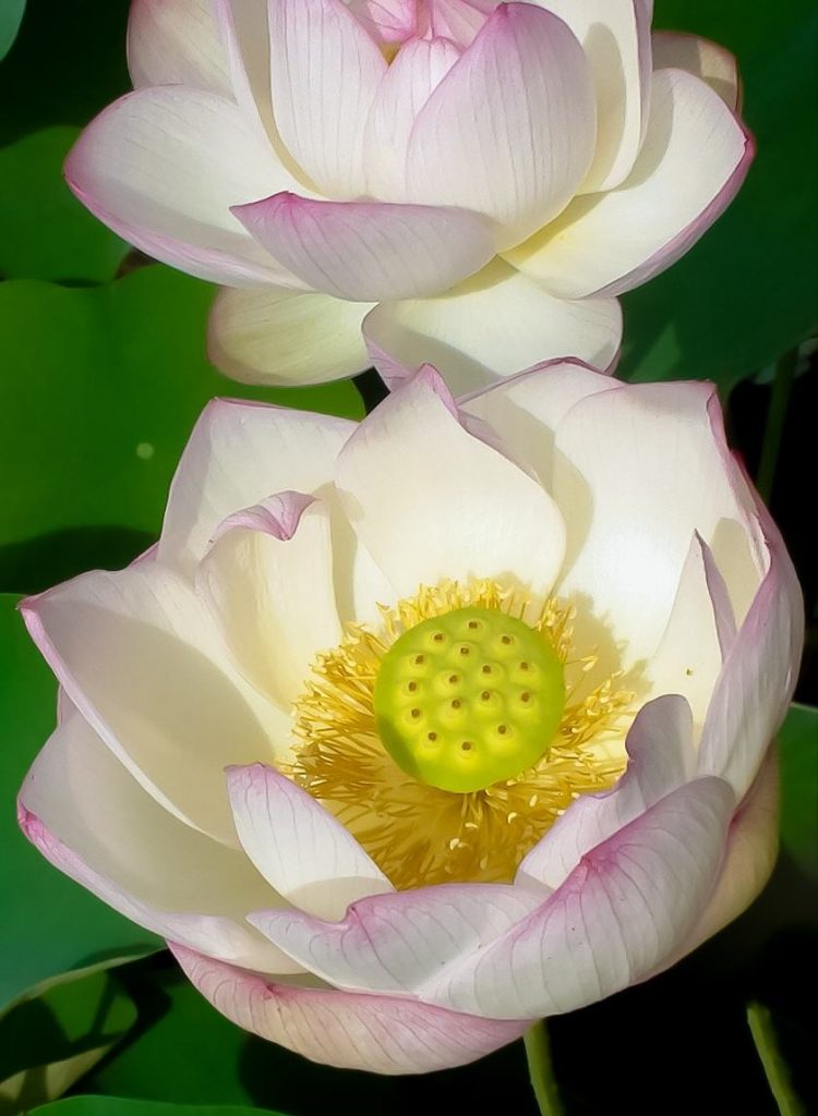 Empress or Alba Striata Lotus Flower