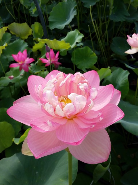 Mrs Perry D Slocum lotus flower