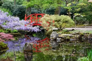 japanese strolling garden red color bridge purple flower