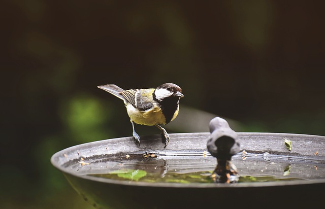 benefits of a bird bath