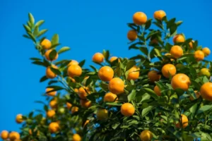 Citrus Trees oranges hanging